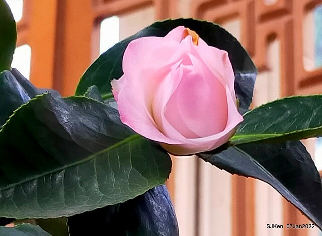 2022「花IN台北」台北花季花卉試驗中心茶花展(2022 Camillia exhibition), Taipei, Taiwan, SJKen,Jan 7,  2022.