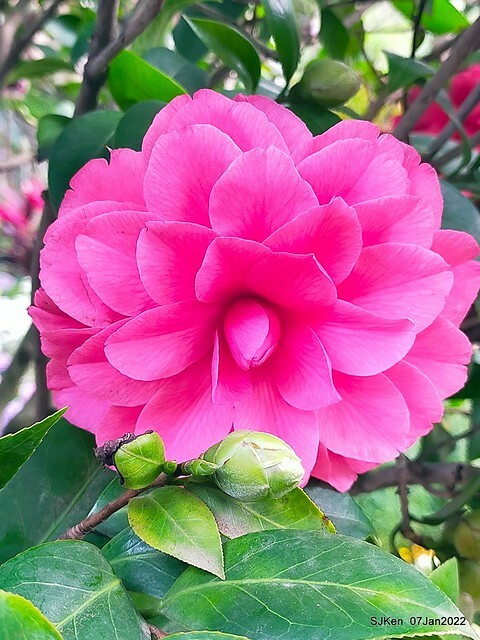 2022「花IN台北」台北花季花卉試驗中心茶花展(2022 Camillia exhibition), Taipei, Taiwan, SJKen,Jan 7,  2022.