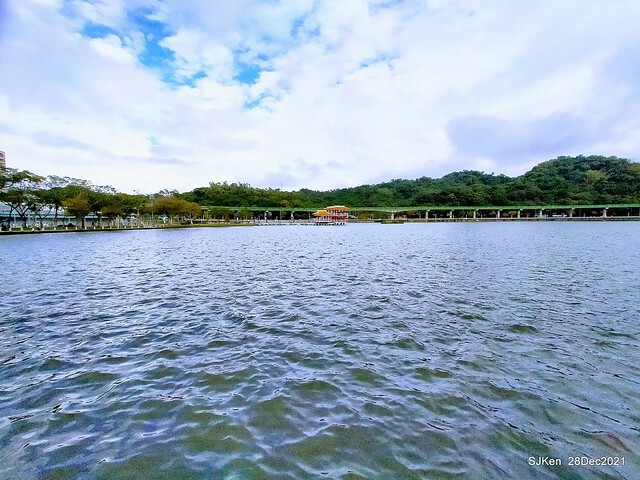 Larix pine & water birds at Big lake garden, Taipei, Taiwan, SJKen, Dec 28, 2021.
