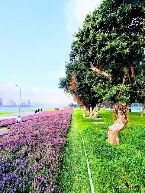 延平河濱公園花海(Flower blossoms of Yan-ping riverbank garden), Taipei, Taiwan, SJKen, Jan 5, 2022.