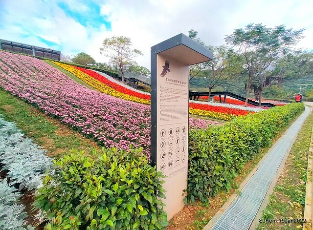 Park blossoms at「 北投社三層崎公園」, Taipei, Taiwan, SJKen, Jan 19, 2022.