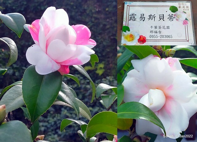 2022「花IN台北」台北花季花卉試驗中心茶花展(2022 Camillia exhibition), Taipei, Taiwan, SJKen,Jan 7,  2022.