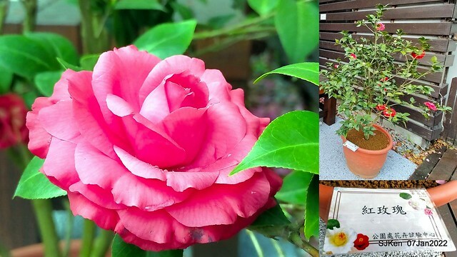 2022「花IN台北」台北花季花卉試驗中心茶花展(2022 Camillia exhibition), Taipei, Taiwan, SJKen,Jan 7,  2022.