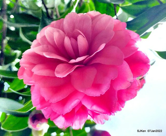 2022「花IN台北」台北花季花卉試驗中心茶花展(2022 Camillia exhibition), Taipei, Taiwan, SJKen,Jan 7,  2022.