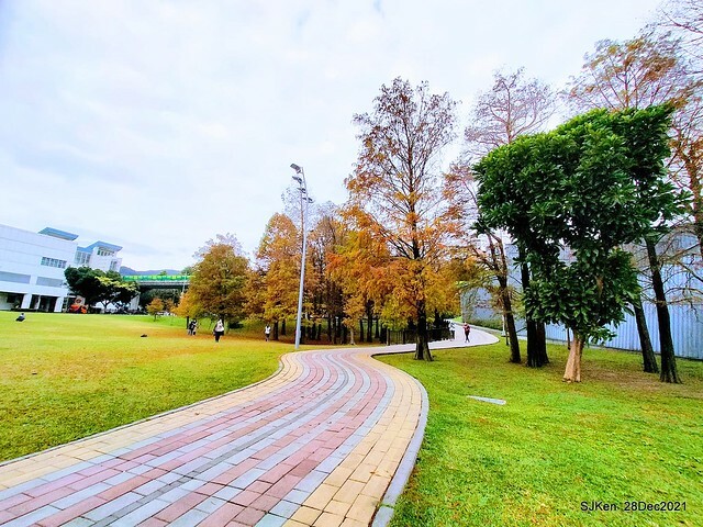 Larix pine & water birds at Big lake garden, Taipei, Taiwan, SJKen, Dec 28, 2021.