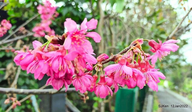 「風尾步道賞櫻」(Cherry blossoms at Windtail, Yangming mountain, Taipei, Taiwan, SJKen, Jan 12, 2022.