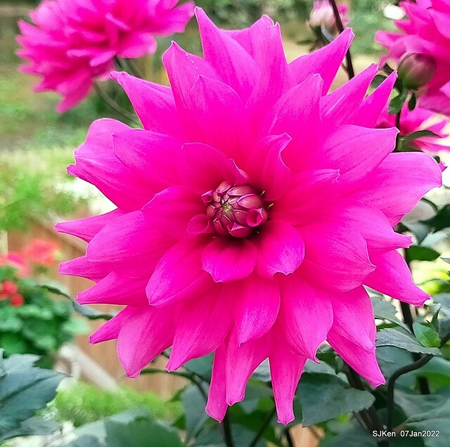 2022「花IN台北」台北花季花卉試驗中心茶花展(2022 Camillia exhibition), Taipei, Taiwan, SJKen,Jan 7,  2022.