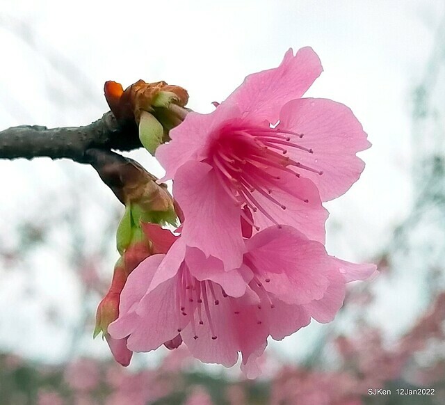 「風尾步道賞櫻」(Cherry blossoms at Windtail, Yangming mountain, Taipei, Taiwan, SJKen, Jan 12, 2022.