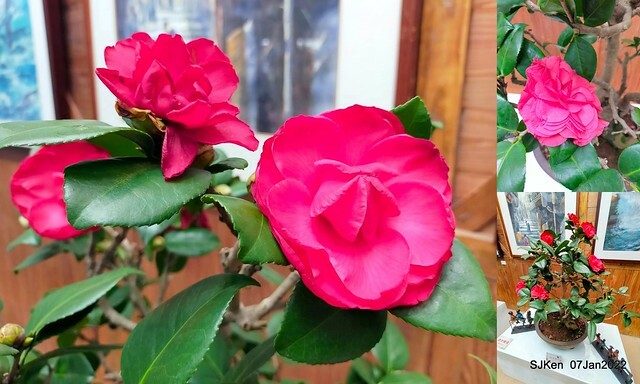 2022「花IN台北」台北花季花卉試驗中心茶花展(2022 Camillia exhibition), Taipei, Taiwan, SJKen,Jan 7,  2022.