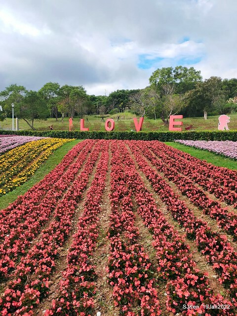 Park blossoms at「 北投社三層崎公園」, Taipei, Taiwan, SJKen, Jan 19, 2022.