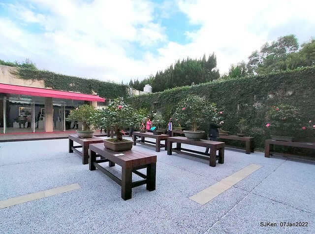 2022「花IN台北」台北花季花卉試驗中心茶花展(2022 Camillia exhibition), Taipei, Taiwan, SJKen,Jan 7,  2022.