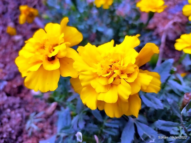 Park blossoms at「 北投社三層崎公園」, Taipei, Taiwan, SJKen, Jan 19, 2022.