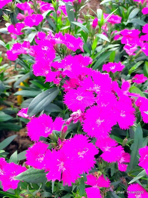 Park blossoms at「 北投社三層崎公園」, Taipei, Taiwan, SJKen, Jan 19, 2022.