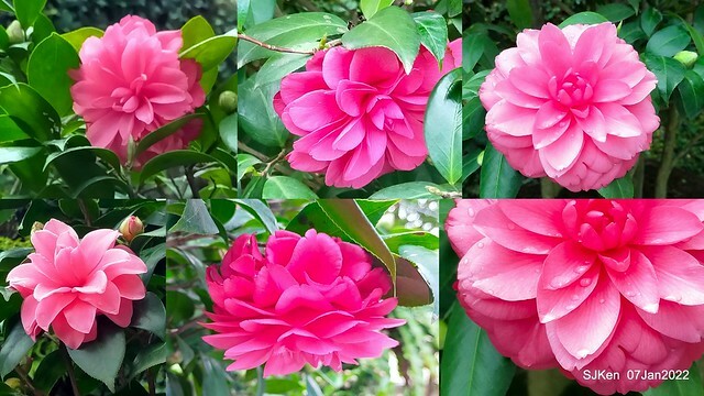 2022「花IN台北」台北花季花卉試驗中心茶花展(2022 Camillia exhibition), Taipei, Taiwan, SJKen,Jan 7,  2022.