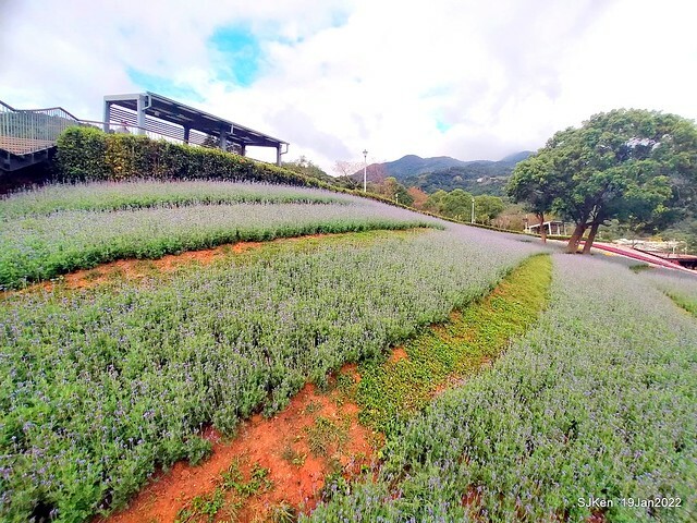 Park blossoms at「 北投社三層崎公園」, Taipei, Taiwan, SJKen, Jan 19, 2022.