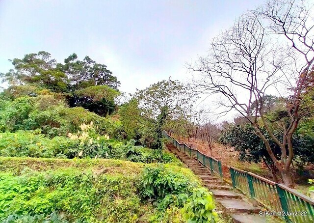 「風尾步道賞櫻」(Cherry blossoms at Windtail, Yangming mountain, Taipei, Taiwan, SJKen, Jan 12, 2022.