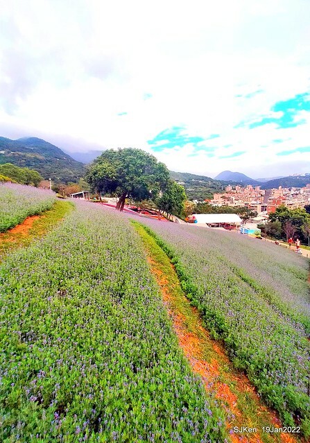 Park blossoms at「 北投社三層崎公園」, Taipei, Taiwan, SJKen, Jan 19, 2022.