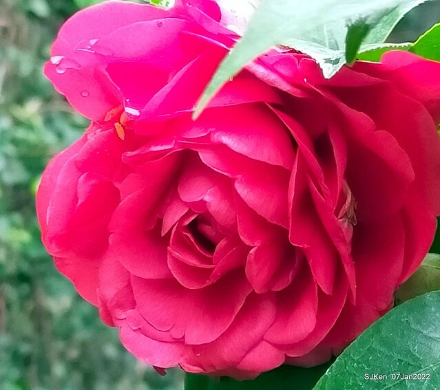 2022「花IN台北」台北花季花卉試驗中心茶花展(2022 Camillia exhibition), Taipei, Taiwan, SJKen,Jan 7,  2022.