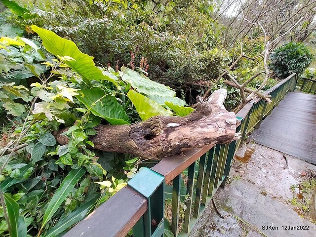 「風尾步道賞櫻」(Cherry blossoms at Windtail, Yangming mountain, Taipei, Taiwan, SJKen, Jan 12, 2022.