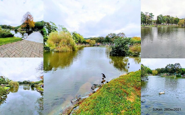 Larix pine & water birds at Big lake garden, Taipei, Taiwan, SJKen, Dec 28, 2021.