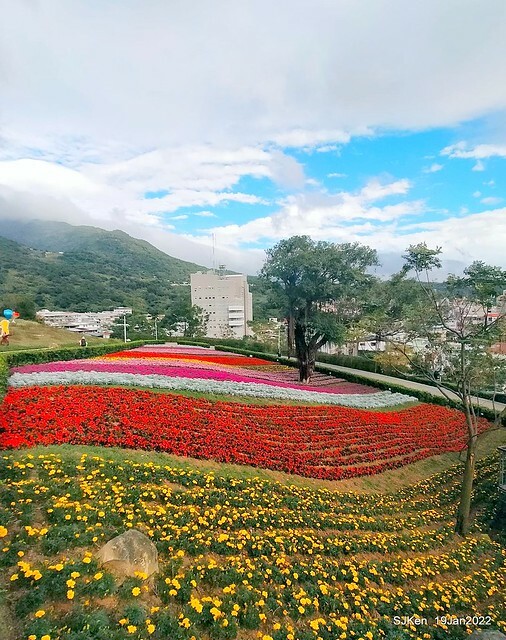 Park blossoms at「 北投社三層崎公園」, Taipei, Taiwan, SJKen, Jan 19, 2022.