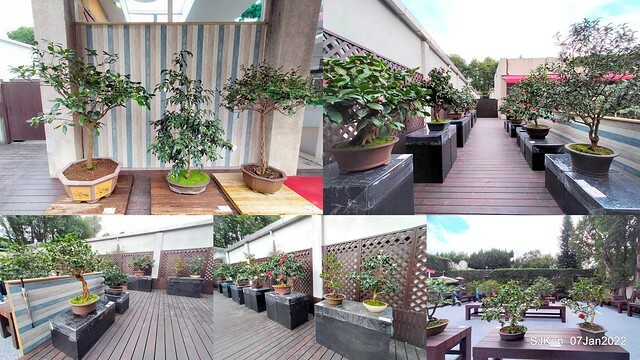 2022「花IN台北」台北花季花卉試驗中心茶花展(2022 Camillia exhibition), Taipei, Taiwan, SJKen,Jan 7,  2022.