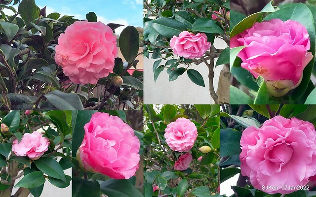 2022「花IN台北」台北花季花卉試驗中心茶花展(2022 Camillia exhibition), Taipei, Taiwan, SJKen,Jan 7,  2022.