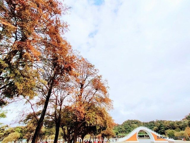 Larix pine & water birds at Big lake garden, Taipei, Taiwan, SJKen, Dec 28, 2021.