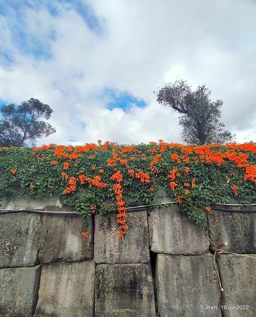 Park blossoms at「 北投社三層崎公園」, Taipei, Taiwan, SJKen, Jan 19, 2022.