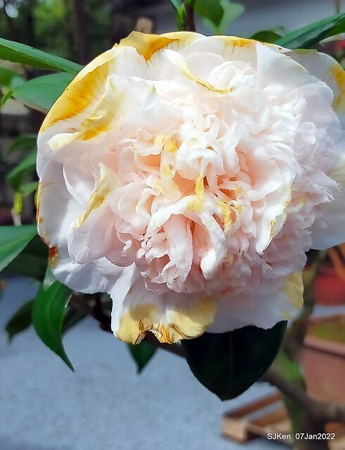 2022「花IN台北」台北花季花卉試驗中心茶花展(2022 Camillia exhibition), Taipei, Taiwan, SJKen,Jan 7,  2022.