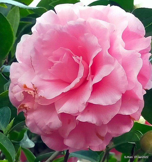 2022「花IN台北」台北花季花卉試驗中心茶花展(2022 Camillia exhibition), Taipei, Taiwan, SJKen,Jan 7,  2022.