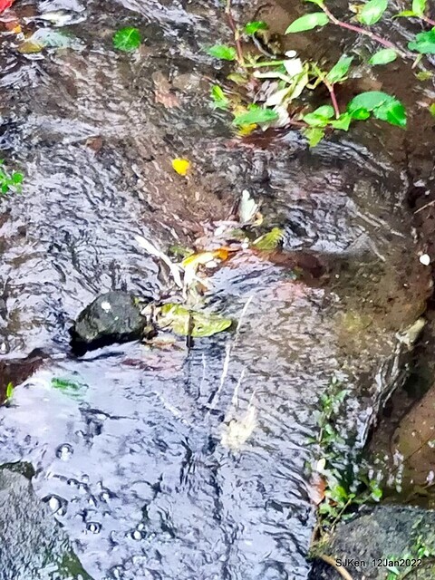 「風尾步道賞櫻」(Cherry blossoms at Windtail, Yangming mountain, Taipei, Taiwan, SJKen, Jan 12, 2022.