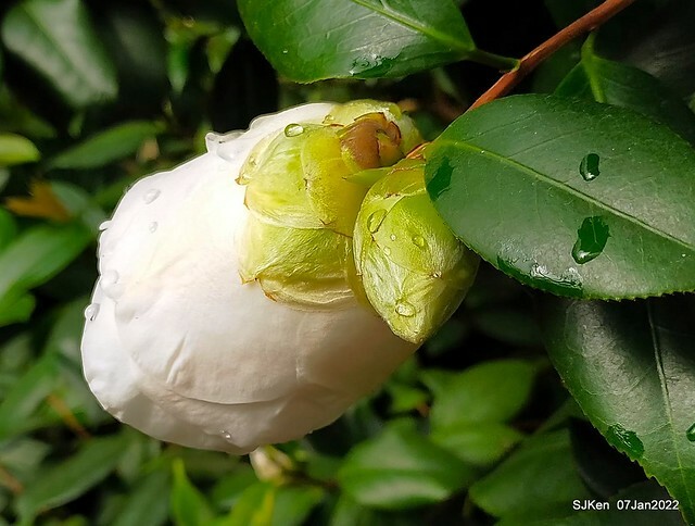 2022「花IN台北」台北花季花卉試驗中心茶花展(2022 Camillia exhibition), Taipei, Taiwan, SJKen,Jan 7,  2022.