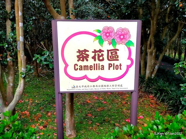 2022「花IN台北」台北花季花卉試驗中心茶花展(2022 Camillia exhibition), Taipei, Taiwan, SJKen,Jan 7,  2022.
