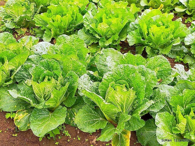 「風尾步道賞櫻」(Cherry blossoms at Windtail, Yangming mountain, Taipei, Taiwan, SJKen, Jan 12, 2022.