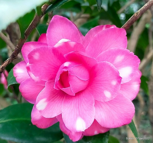 2022「花IN台北」台北花季花卉試驗中心茶花展(2022 Camillia exhibition), Taipei, Taiwan, SJKen,Jan 7,  2022.