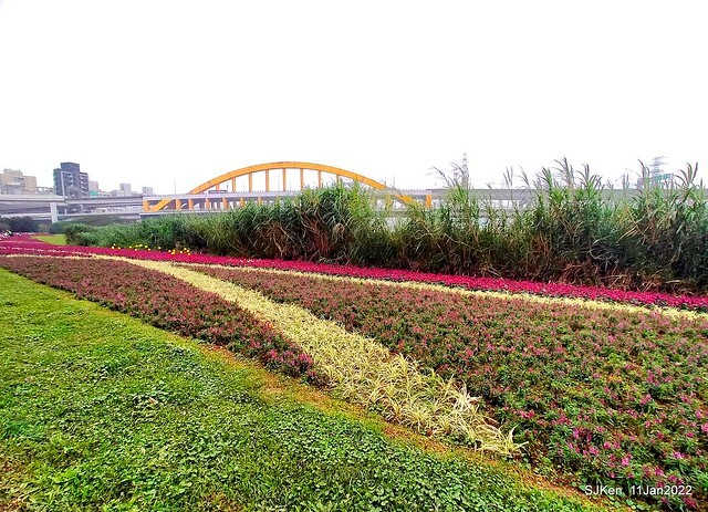 成美左岸河濱公園花海(Flower blossoms of Cheng-Me riverbank garden), Taipei, Taiwan, SJKen, Jan 11, 2022.