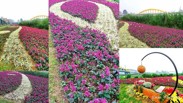 成美左岸河濱公園花海(Flower blossoms of Cheng-Me riverbank garden), Taipei, Taiwan, SJKen, Jan 11, 2022.
