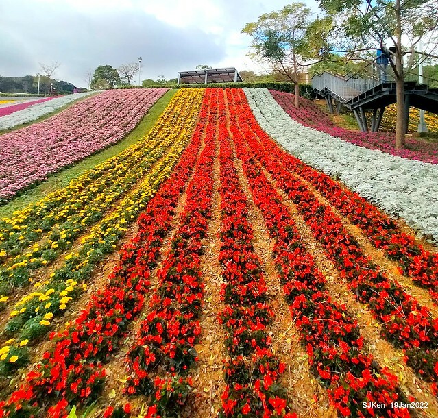 Park blossoms at「 北投社三層崎公園」, Taipei, Taiwan, SJKen, Jan 19, 2022.