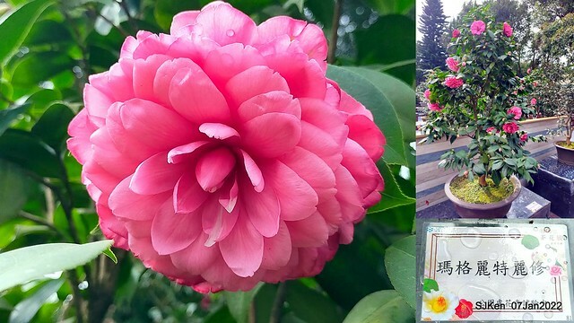 2022「花IN台北」台北花季花卉試驗中心茶花展(2022 Camillia exhibition), Taipei, Taiwan, SJKen,Jan 7,  2022.