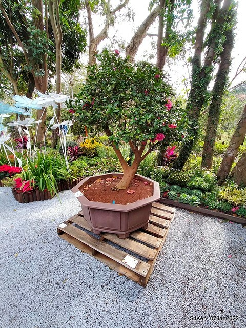 2022「花IN台北」台北花季花卉試驗中心茶花展(2022 Camillia exhibition), Taipei, Taiwan, SJKen,Jan 7,  2022.