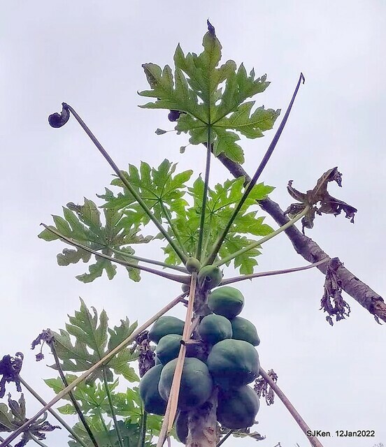 「風尾步道賞櫻」(Cherry blossoms at Windtail, Yangming mountain, Taipei, Taiwan, SJKen, Jan 12, 2022.