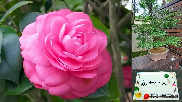 2022「花IN台北」台北花季花卉試驗中心茶花展(2022 Camillia exhibition), Taipei, Taiwan, SJKen,Jan 7,  2022.