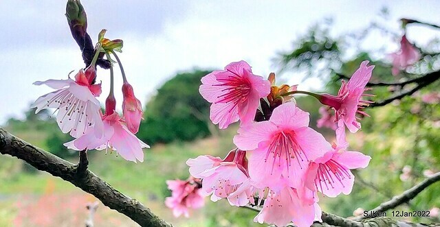 「風尾步道賞櫻」(Cherry blossoms at Windtail, Yangming mountain, Taipei, Taiwan, SJKen, Jan 12, 2022.