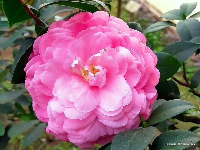 2022「花IN台北」台北花季花卉試驗中心茶花展(2022 Camillia exhibition), Taipei, Taiwan, SJKen,Jan 7,  2022.