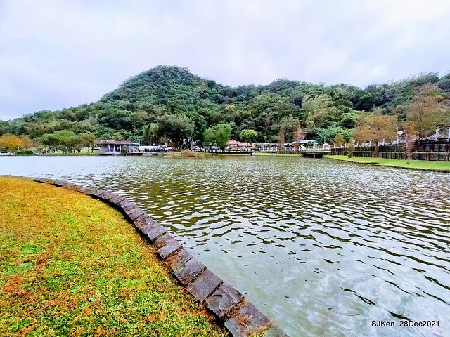 Larix pine & water birds at Big lake garden, Taipei, Taiwan, SJKen, Dec 28, 2021.