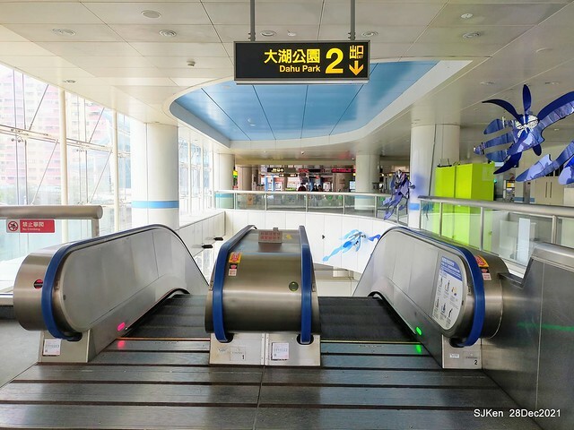 Larix pine & water birds at Big lake garden, Taipei, Taiwan, SJKen, Dec 28, 2021.