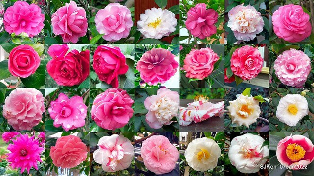 2022「花IN台北」台北花季花卉試驗中心茶花展(2022 Camillia exhibition), Taipei, Taiwan, SJKen,Jan 7,  2022.
