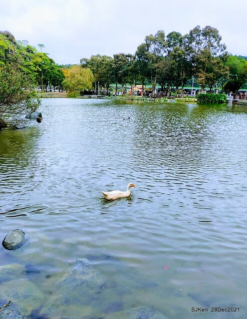 Larix pine & water birds at Big lake garden, Taipei, Taiwan, SJKen, Dec 28, 2021.