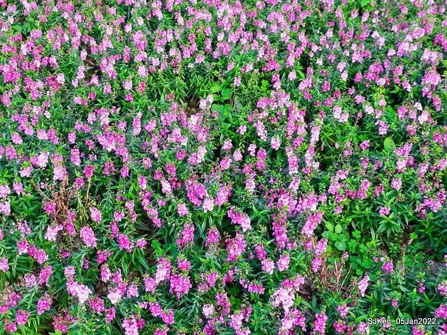 延平河濱公園花海(Flower blossoms of Yan-ping riverbank garden), Taipei, Taiwan, SJKen, Jan 5, 2022.